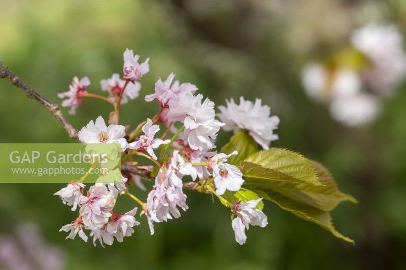 Prunus 'Beni-tamanishiki' in Blossom