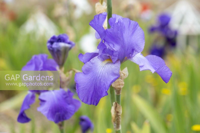 Iris 'First violet' - bearded Iris
