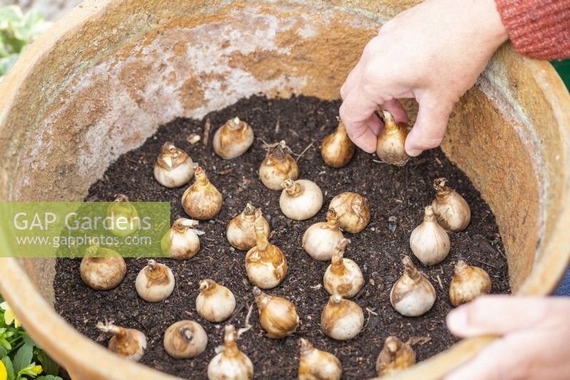 Woman planting Narcissus 'Pipit' bulbs in large container