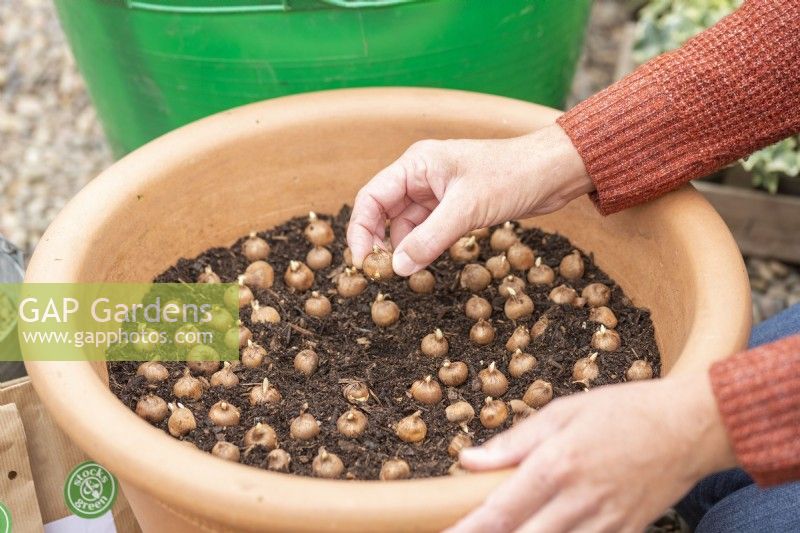 Woman planting a layer of Crocus sieberi 'Tricolor' bulbs in large terracotta container