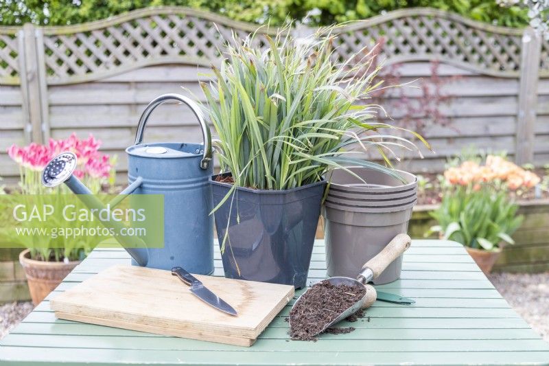 Carex 'Bunny Blue', compost, knife, pots, label and watering can laid out on table