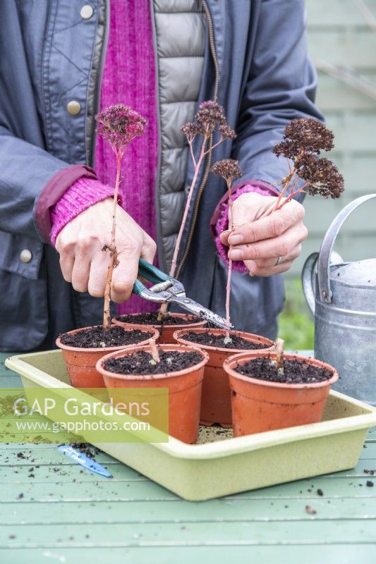 Woman cutting the Sedum 'Herbstfrerude' stems to promote increased growth at base