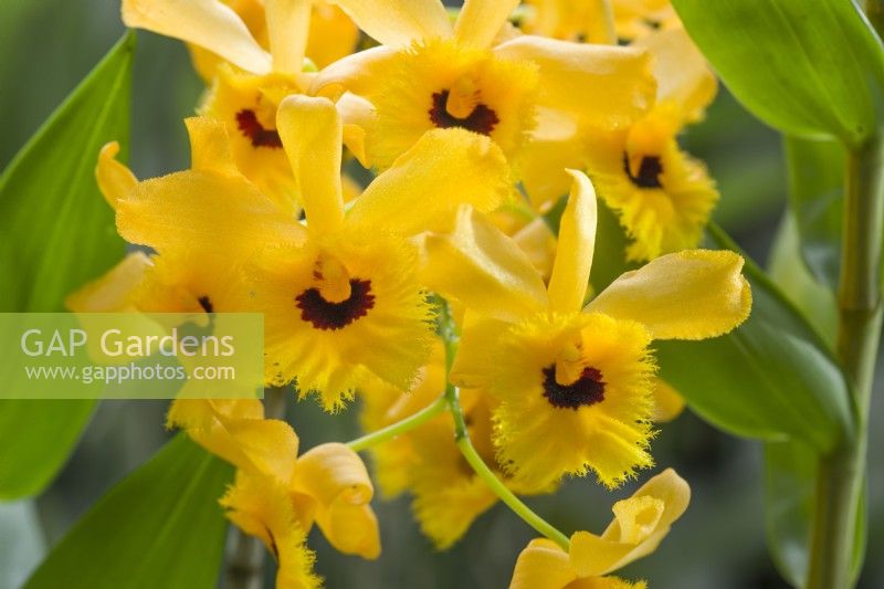 Dendrobium fimbriatum var. oculatum. Closeup of orchid flower. April