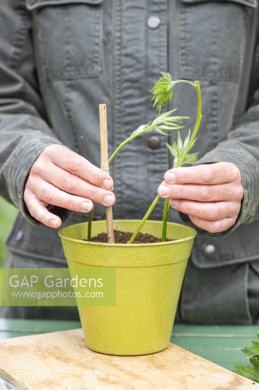 Woman using bamboo stick to help plant Blackberry 'Oregon Thornless' cuttings in the pot