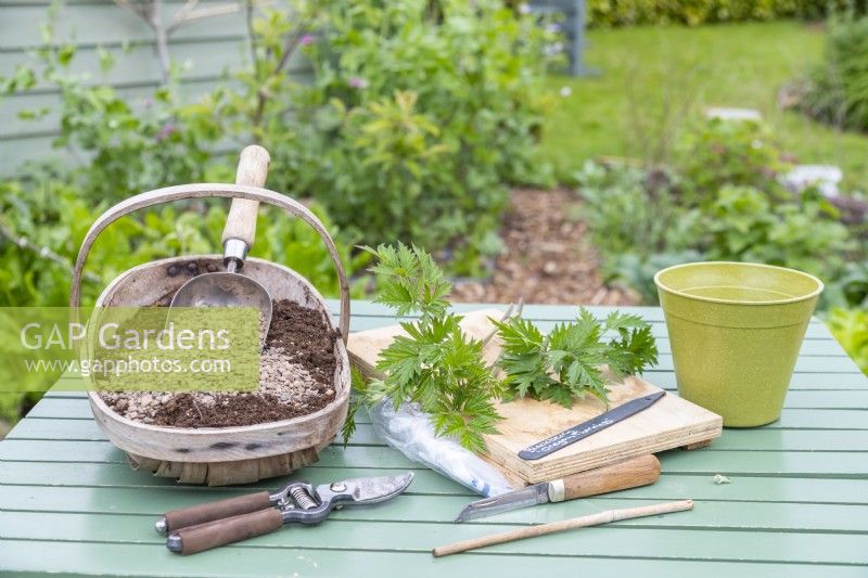 Thornless Blackberry cuttings, grit, compost, knife, secateurs, wooden board, bamboo stick, plastic bag and pot laid out on table