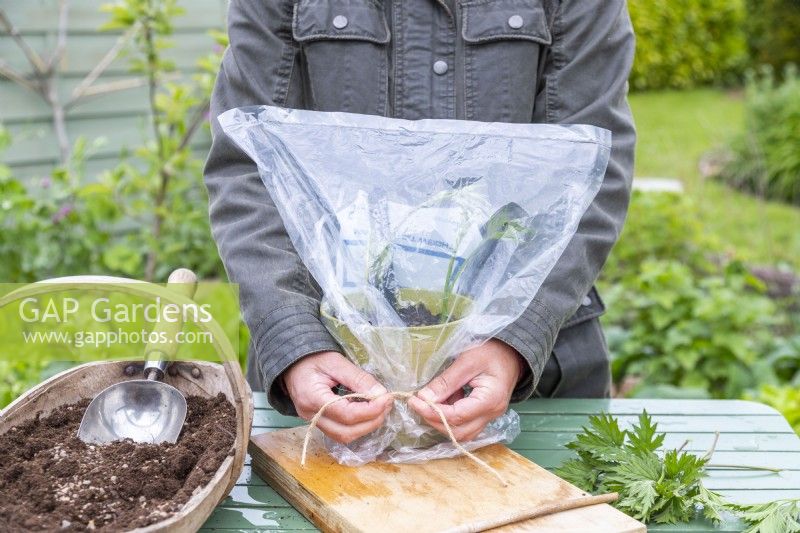 Woman tying clear plastic bag over pot with Blackberry 'Oregon Thornless' cuttings