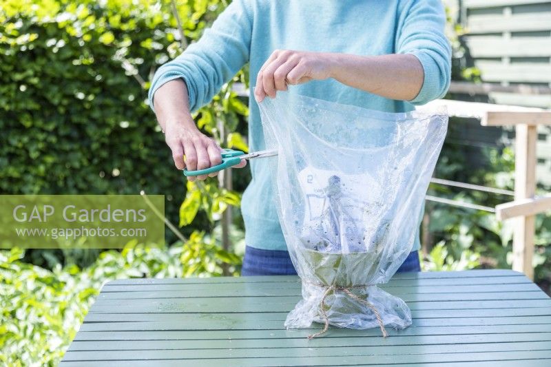 Woman cutting holes in plastic bag covering blackberry cuttings
