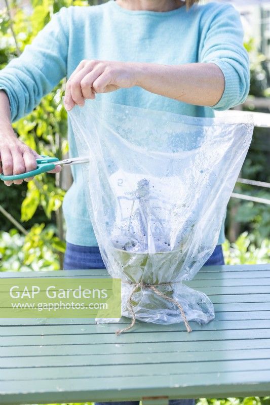 Woman cutting holes in plastic bag covering Blackberry cuttings cuttings