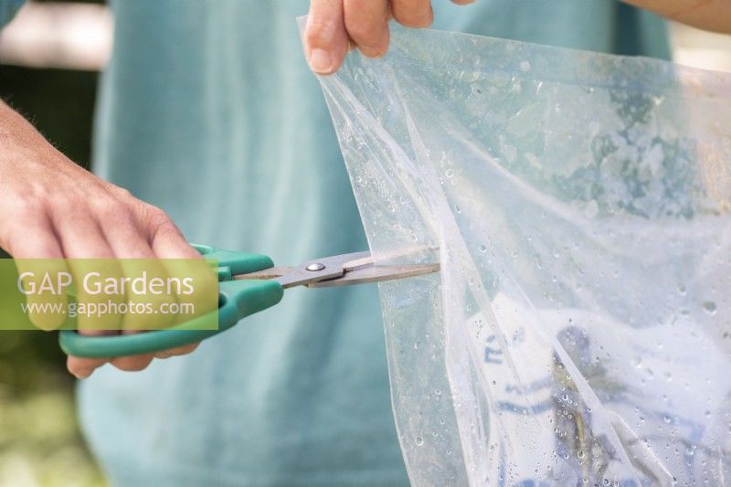 Woman cutting holes in plastic bag covering Blackberry cuttings