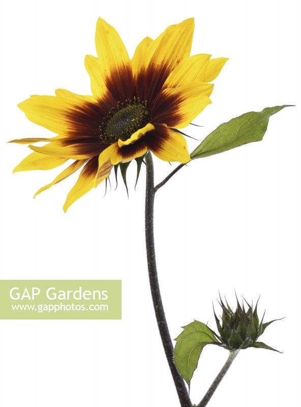 Helianthus annuus  'Magic Roundabout'  Tall multi-headed sunflower with variable flower colour  F1 Hybrid  July