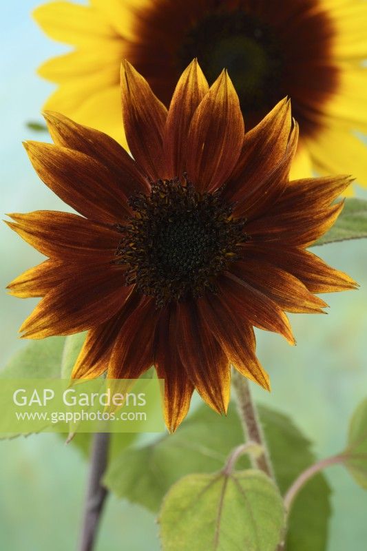 Helianthus annuus  'Magic Roundabout'  Tall multi-headed sunflower with variable flower colour  F1 Hybrid  August

