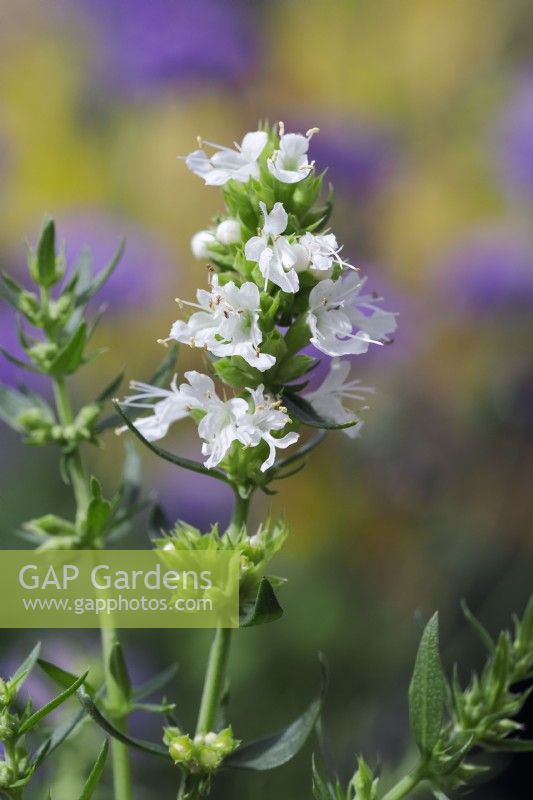 Hyssopus officinalis 'Albus'