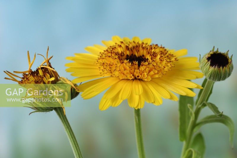 Calendula officinalis  'Crown Yellow'  English marigold  Pot marigold  Flower bud and seedhead starting to form  August