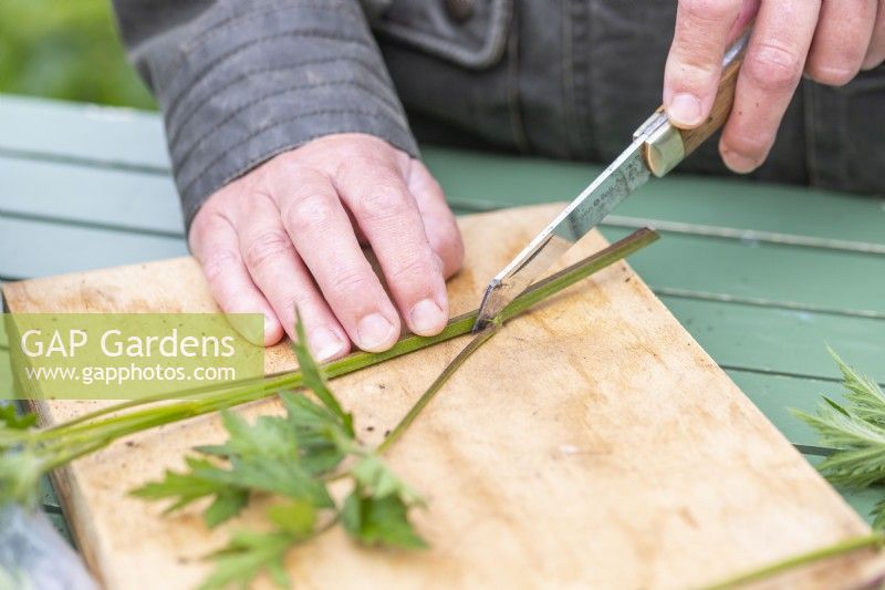 Woman cutting foliage off the Blackberry 'Oregon Thornless'