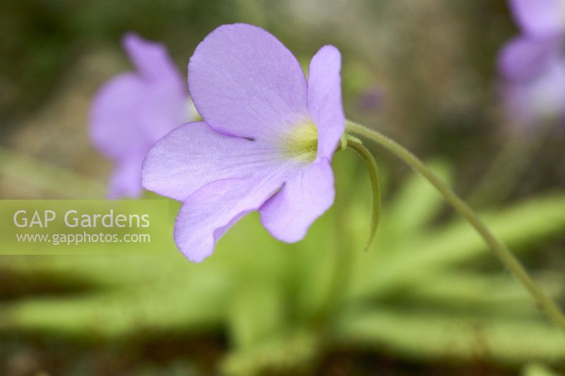 Pinguicula gigantea x moctezumae