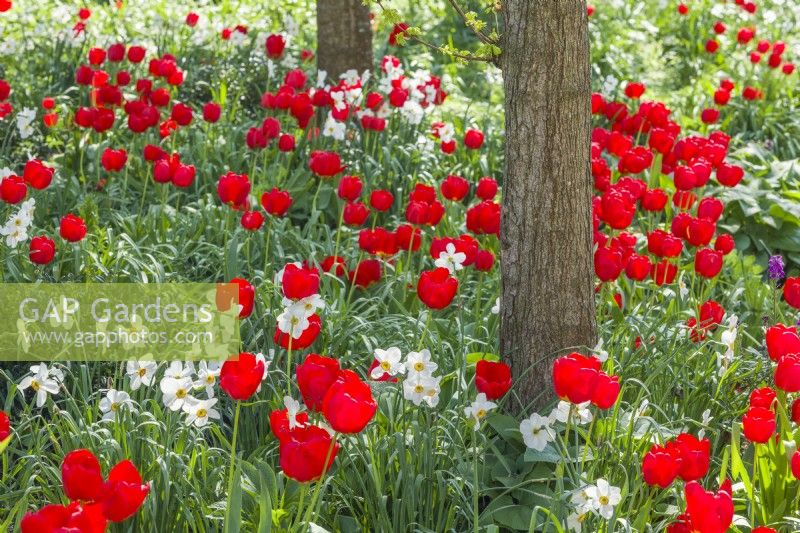 Narcissus 'Actaea' and Tulipa 'Apeldoorn' (Darwin hybrid tulip) growing under young field maple trees. April.