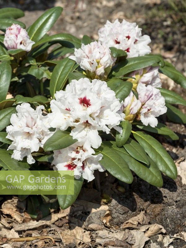 Rhododendron yakushimanum Eutiner Symphonie, spring May