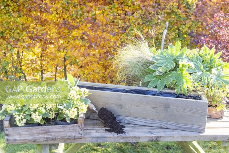 Wooden window box, compost scoop, Fatsia japonica 'Spiderweb', Skimmia 'Oberries White' and 'Finchy', Stipa tenuissima 'Pony Tails' and Ivy laid out on wooden bench 