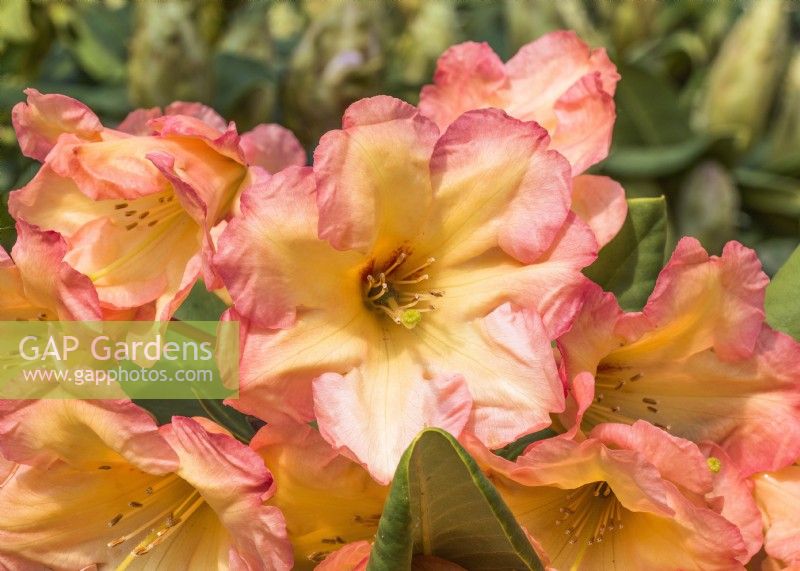 Rhododendron hybride Macarena, summer June