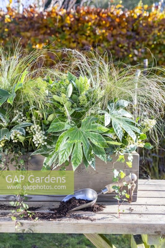 Wooden window box planted with Fatsia japonica 'Spiderweb', Skimmia japonica 'Finchy' and 'Oberries White', Stipa tenuissima 'Pony Tails' and Ivy on wooden bench