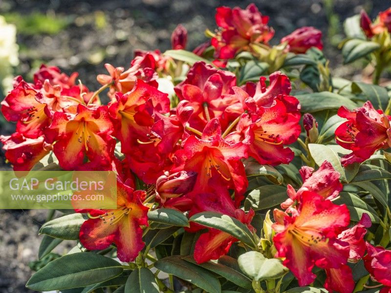 Rhododendron dichroanthum Abraxas, spring May