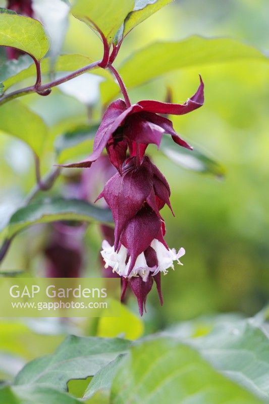 Leycesteria formosa 'Purple Rain' - Himalayan Honeysuckle