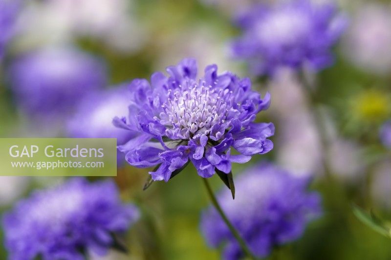 Scabious columbaria 'Butterfly Blue'