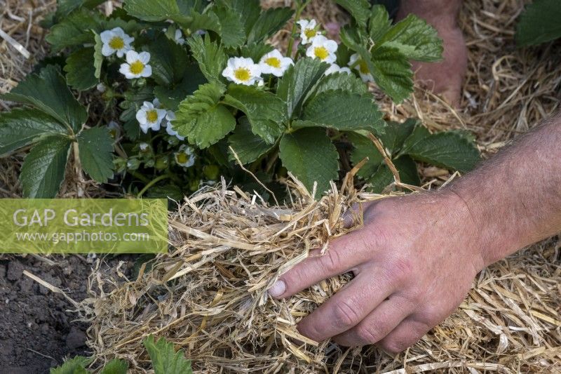 Covering the base of strawberry plants with straw to keep the fruit off the ground and prevent damage