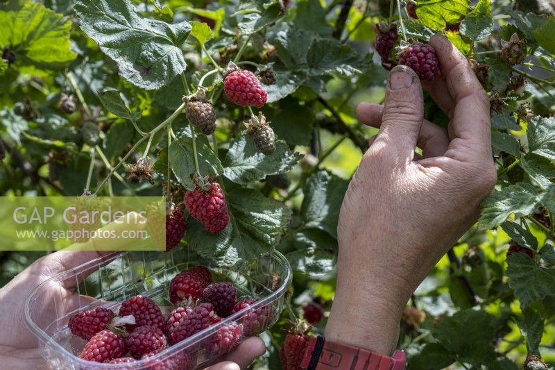 Picking Logan berries when ripe