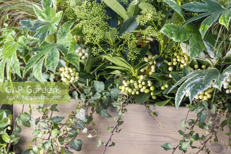 Wooden window box planted with Fatsia japonica 'Spiderweb', Skimmia japonica 'Finchy' and 'Oberries White', Stipa tenuissima 'Pony Tails' and Ivy on wooden bench