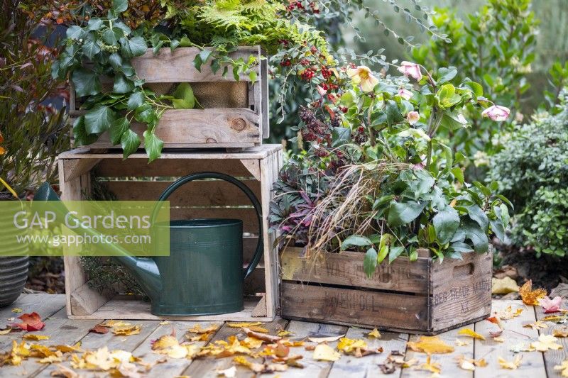 Wooden crate planted with Helleborus 'Ice N' Roses Picotee', Carex comans 'Bronco' and Euphorbia amygdaloides 'Purpurea' next to crate with watering can with scattered autumn leaves