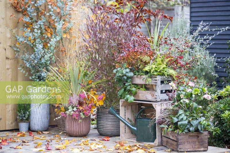 Pots and wooden crates with mixed planting of Helleborus, Fern, Azalea, Dodonaea, Cordyline, Callunas, Ivy, Chamaecyparis, Eucalyptus and Cotoneaster arranged on wooden deck with autumn leaves scattered