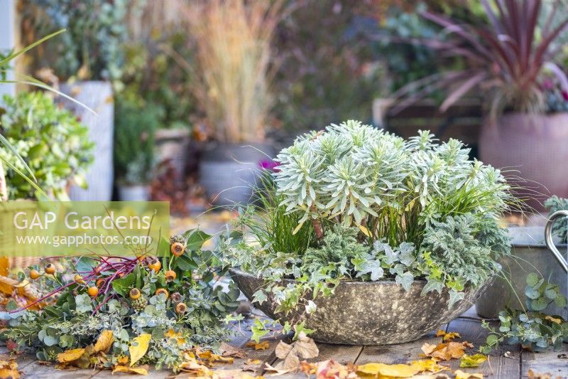 Shallow container planted with Euphorbia characias 'Silver Edge', Ivy, Carex and Chamaecyparis 'Sky Blue' with Ivy, Eucalyptus sprigs and Cornus twigs and leaves scattered across the deck