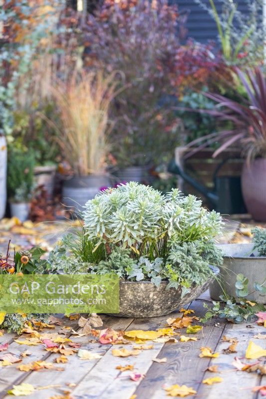 Shallow container planted with Euphorbia characias 'Silver Edge', Ivy, Carex and Chamaecyparis 'Sky Blue' with leaves scattered across the deck