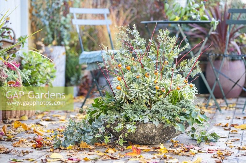 Shallow container planted with Euphorbia characias 'Silver Edge', Ivy, Carex and Chamaecyparis 'Sky Blue' with Cornus - Dogwood sticks and Eucalyptus Sprigs placed in and leaves scattered across the deck