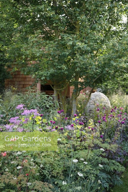 Cirsium rivulare 'Trevor's Blue Wonder' and Thalictrum 'Black Stockings' in Horatio's Garden - Designer: Charlotte Harris and Hugo Bugg  -Sponsor: Project Giving Back -