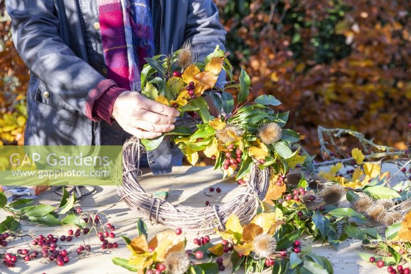 Woman attaching bundles of Beech sprigs, Portuguese laurel sprigs, Teasel heads and Hawthorn twigs to wreath