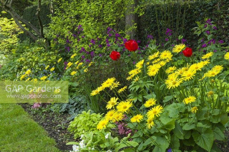 Shady border with doronicum - leopard's bane, Lunaria annua - honesty, Tulipa 'Apeldoorn', primroses and a purple euphorbia. April.