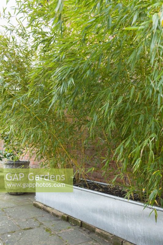 Phyllostachys aureosulcata spectabilis - bamboo planted in a galvanised metal livestock watering trough next to a brick wall. April.