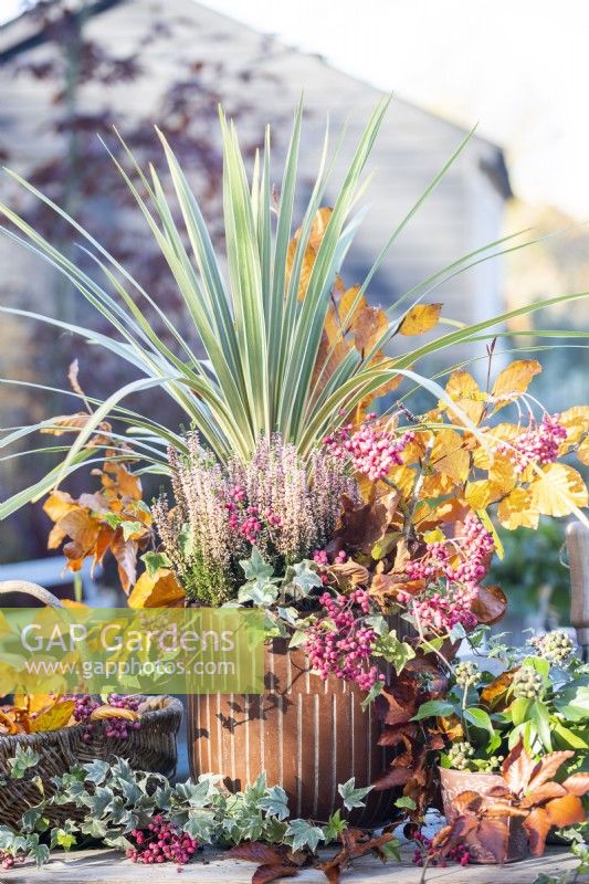 Container planted with Phormium 'Tenax', Calluna, Beech branches and pink berries on wooden surface with wicker basket, a metal container and a small pot of Ivy