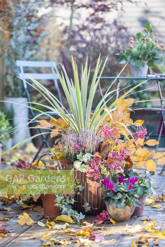 Container planted with Phormium 'Tenax', Callunas, Ivy, Beech sprigs and Rowan - Sorbus berries with smaller pots planted with Ivy and Cyclamen with leaves scattered across the deck