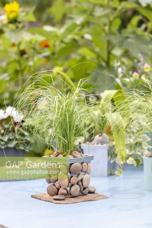 Small metal pot with stones glued to it planted with Carex 'Frosted Curls'