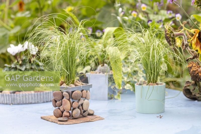 Small metal pot with stones glued to it planted with Carex 'Frosted Curls'