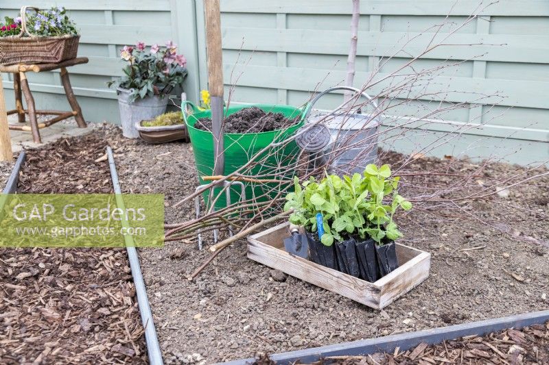 Pea 'Purple Podded' seedlings, birch sticks, digging fork, compost and watering can laid out in bed