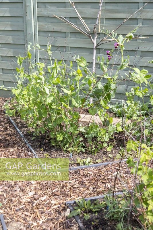 Pea 'Purple Podded' growing up birch twigs for support