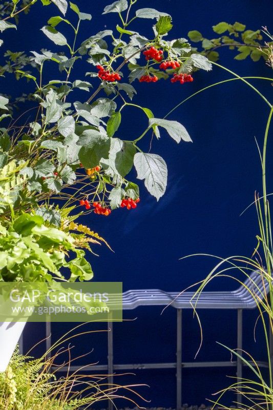 Viburnum opulus - Guelder Rose berries against a blue painted wall with a repurposed recycled metal bench seat on The IBC Pocket Forest Garden RHS Chelsea Flower Show September 2021