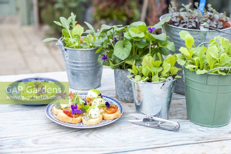 Small plate of toast with garlic tomatoes and mozzarella with freshly picked salad leaves and violas