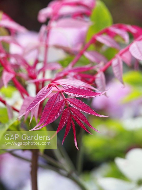 Toona sinensis 'Flamingo'