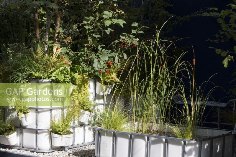 Repurposed upcycled industrial IBC -  intermediate bulk containers to create a modern contemporary pond with aquatic plants of Typha gracilis - Cat's Tail Bulrush, Cyperus longus and Carex riparia and a container with ferns ornamental grasses, Betula pendula and Viburnum opulus - Guelder Rose berries at RHS Chelsea Flower Show September 2021