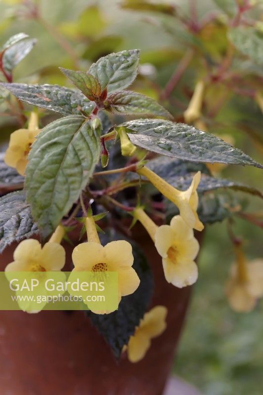 Achimenes Yellow Beauty - Hot water plant